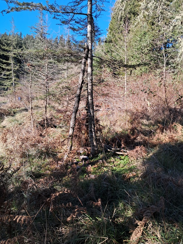 Forestry Mulching and Construction, LLC